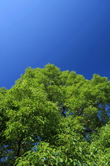 Obraz premium 秋空と楠木