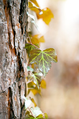 Details of plant over the tree, maro forest details background, nice bokeh and soft pastel colors,