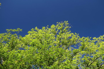 朝日の当たる欅と秋の青空