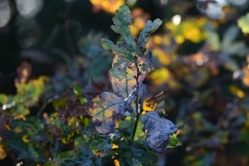 Oak mildew