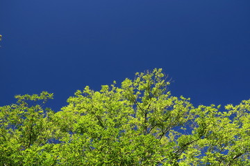 朝日の当たる欅と秋の青空
