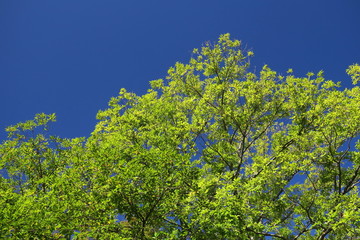 Fototapeta na wymiar 朝日の当たる欅と秋の青空
