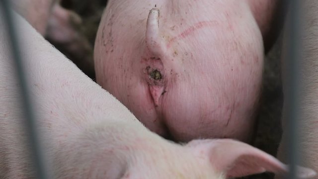 Booty pig that poops close-up. Emptying the stomach of a pig. Feces from the ass.