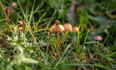 Pilze in der Wiese