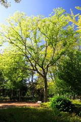 Fototapeta na wymiar 欅のある朝の公園風景