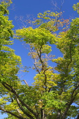Fototapeta premium 朝の公園の欅と青空