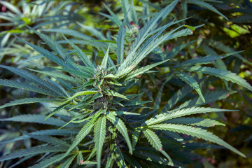 Cannabis Plant Marijuana Weed Ganja Leaf Background 