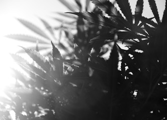 Cannabis Plant Marijuana Weed Ganja Leaf Background 