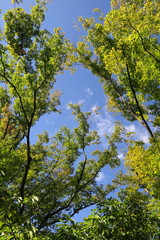 朝の公園の欅と青空