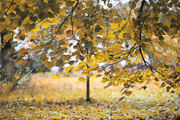 Autumn rain in the park