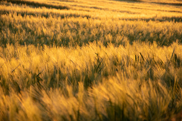 Wheat Field