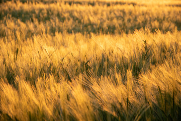 Wheat Field Summer Sunset
