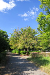 Fototapeta na wymiar 秋の朝の公園風景
