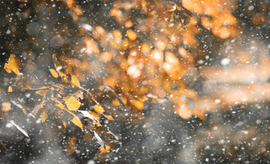 Autumn park in the first snow