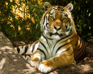 Naklejka na ściany i meble Sibirischer Tiger (Panthera tigris altaica)