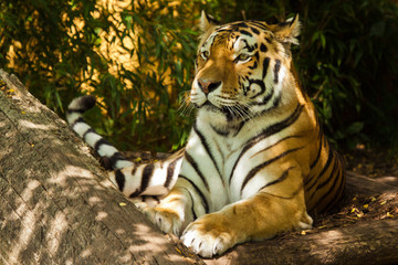 Sibirischer Tiger (Panthera tigris altaica)