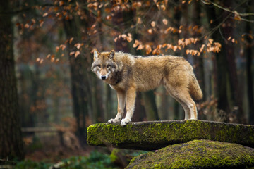 Obraz premium Wolf oder Grauwolf (Canis lupus)