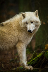 Obraz premium Polarwolf oder Weißwolf (Canis lupus arctos)