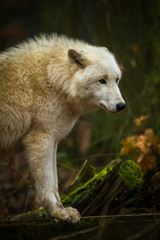 Polarwolf oder Weißwolf (Canis lupus arctos)