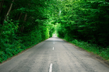 Trees create an artificial tunnel over the road. Beautiful landscape. The road goes into the distance