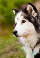 Husky, Haustier