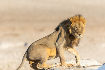 Löwe (Panthera leo) im Etoshapark, Namibia