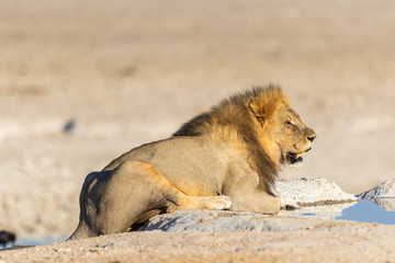 Obraz na płótnie Canvas Löwe (Panthera leo) im Etoshapark, Namibia