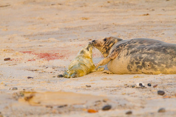 Neugeborenes Robbenbaby auf Helgoland, Kegelrobbe (Halichoerus grypus)