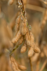Close up of a cluster of golden soybean pods ready for harvest in Raleigh, North Carolina.