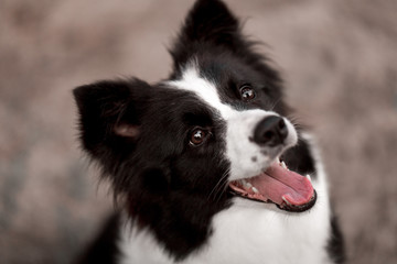 Amazing black and white border collie do a trick in the forest