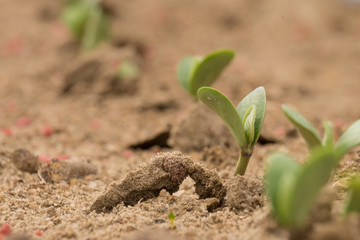 A row of tiny soybean sprouts just emerging during June in Raleigh, North Carolina.