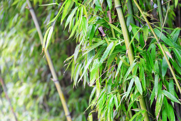 Beautiful bamboo trees in forest