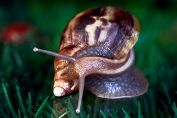 giant African snail Achatina creeps