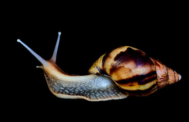 giant African snail Achatina creeps