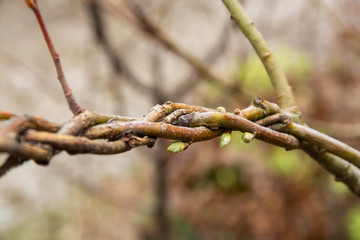 Braided plant