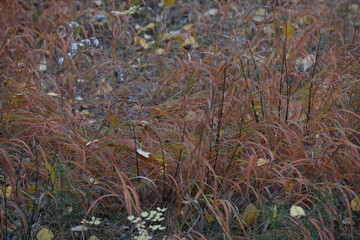 red grass. autumn