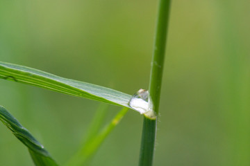 Water drop