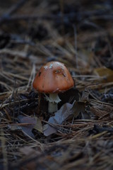 amanita