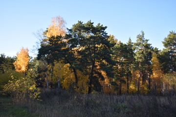 Fototapeta premium golden autumn