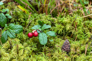 Lingonberry on a bush in a forest among moss