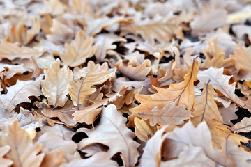 Autumn background of oak leaves