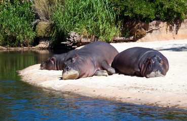 Fototapeta premium Hippos sleeping on a sandy beach by a quiet stream.