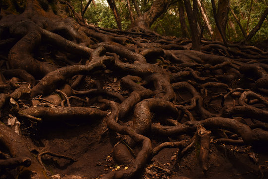 roots of a tree in kodaikanal .