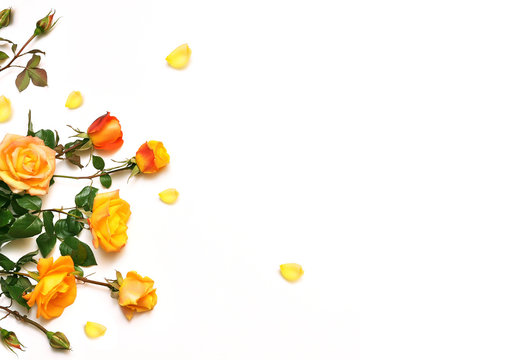 Yellow Flowers On White Background