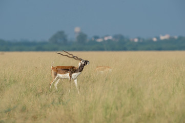 Antelope Male Blackbuck in a beautiful open grass field green background with a scenic landscape...