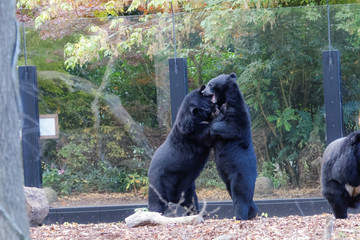 Deux ours noir d'Asie debout