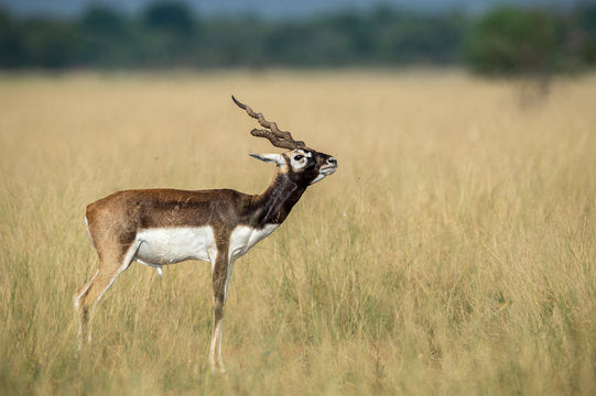 Antelope Male Blackbuck in a beautiful open grass field green background with a scenic landscape and skyline at tal chhapar sanctuary, churu, rajasthan, india - Antilope cervicapra