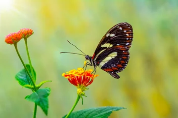 Fototapeten Schöner Schmetterling, der auf Blume in einem Sommergarten sitzt © blackdiamond67