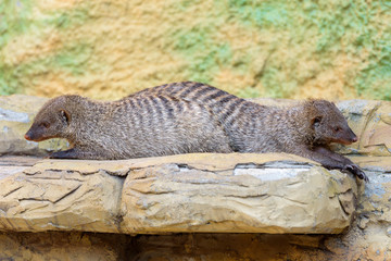 Portrait of two Banded mongoose - Mungos mungo on the stones.