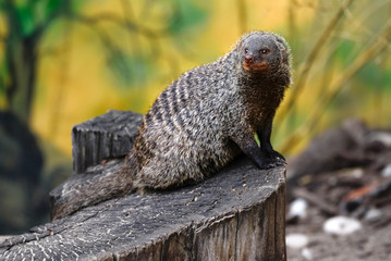 Portrait of Banded mongoose - Mungos mungo on the log.